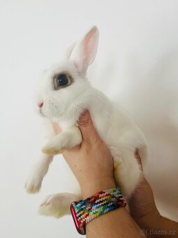 Zakrslý králík - 4