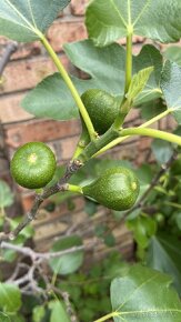 Mrazuvzdorné Fíkovníky - 4