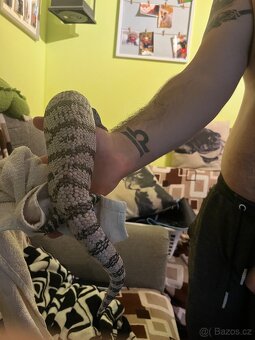 Tiliqua gigas - 4