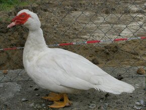 Kachna pižmová - 4