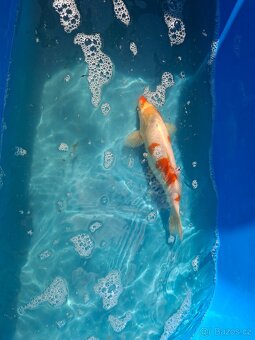 Koi kapr - 4