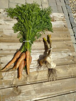 česnek, brambory - 4