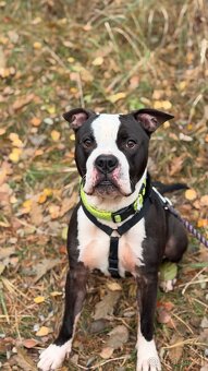 LUCKY K ADOPCI - jemný, přátelský mazel - 4