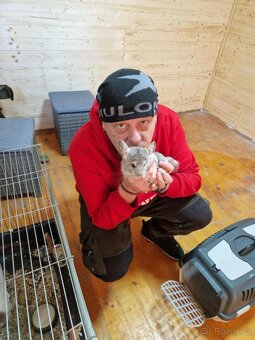 Činčila + vybavení - 4