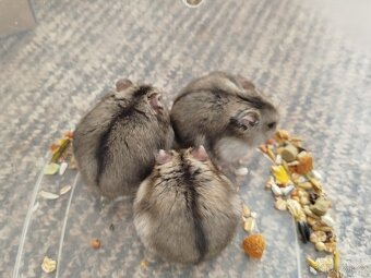 Křečík džungarský - 4