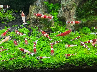 Caridiny Cantonensis-sp Taiwan RED Barevně atraktivní - 4