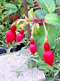 Fuchsie, stromkové Fuchsie, trvalky, keře - 4