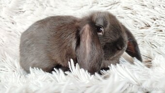 Zakrslý beránek, králíček, králík - PEGAS - 4