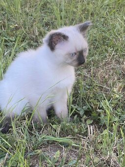 Ragdoll koťátka - 4