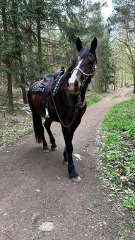 Nabízím plný pronájem WPBr valach 6 let - 4