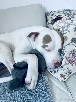 American bully XL krytí - 4