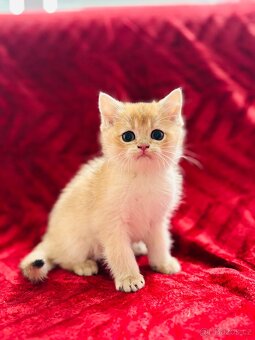 Luxusní zlata britská činčila koťata s PP pro chov - 4