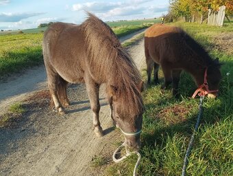 Minihorse hřebeček k rezervaci - 4