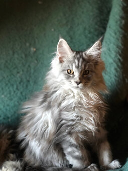 Mainská mývalí sPP - 4