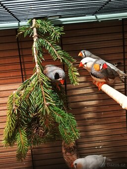 Zebřička pestrá letošní - 4