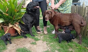 Labrador štěňata bez PP - 4
