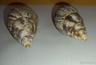 Mušle, 2 Ks, cca 15 cm - 4