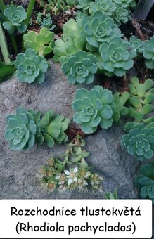 Rozchodník (Sedum) – na skalku i balkón - 4