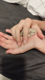 Krečík džungarský , vymazlená a ochočená mláďátka - 4