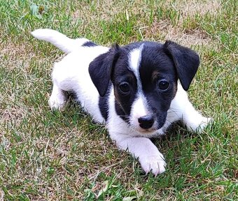 Jack Russel terier, kouzelná štěňátka - 4