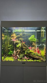 Akvarijní rostliny - 4