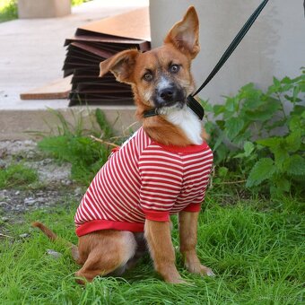 Mochi hledá domov - 4