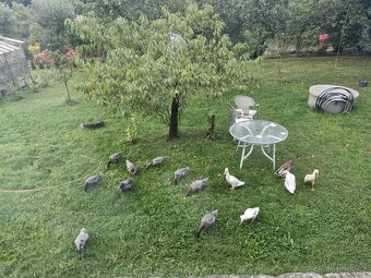 Indicky bezec - PÁR (mozno dva pary) - 4