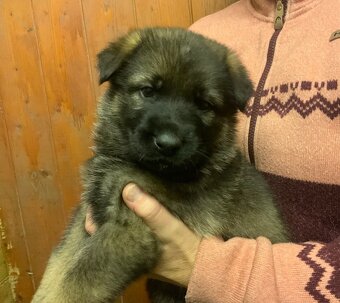 Německý ovčák - štěňata s PP - 4