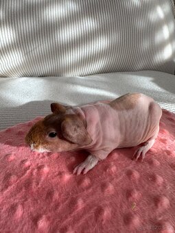 Skinny morče - samičky s PP - 4