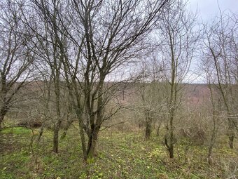 Lesní pozemek Šarovy - 4