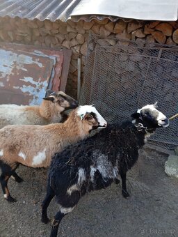 Prodám kamerunské ovce - 4