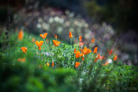 Objektiv TAIR 11A 135/2.8, m42 závit - 4