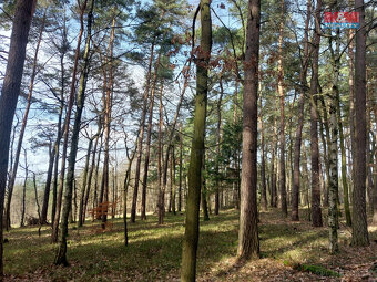 Prodej lesa, 4924 m², Paceřice - 4