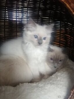 Ragdoll - 4