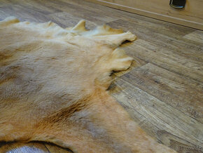 DEKORATIVNÍ LUXUSNÍ PRAVÁ KOŽEŠINA KLOKAN - AUSTRÁLIE - 4