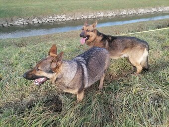 Německý ovčák štěňata - 4