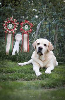 Labrador retriever s PP - Nabídka krytí - 4