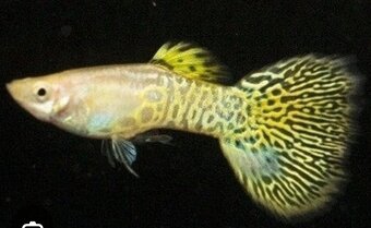 Guppy farma Senohraby - 4