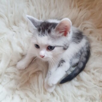 Koťátka whiskas - 4