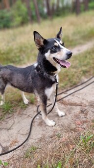ARES K ADOPCI - přátelský mazel, vhodný k dětem - 4