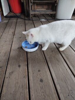 Darujeme 1,5 roku starou kočičku - 4