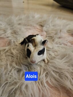 Morčata - miminka. - 4