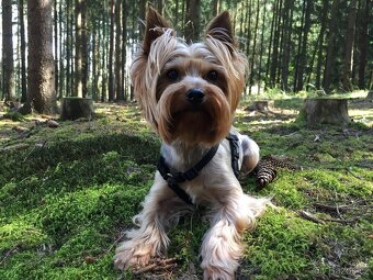 Yorkšírský teriér, Biewer jorkšírský teriér krytí,připuštění - 4