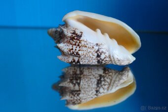 Cymbiola chrysostoma 2 XXL - 4