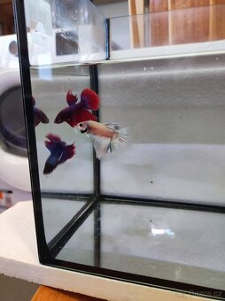 Betta bojovnice - 4