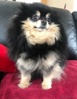 Pomeranian s PP FCI - 4