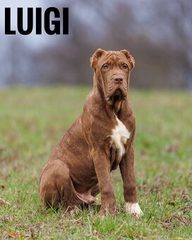 Bandog - 4