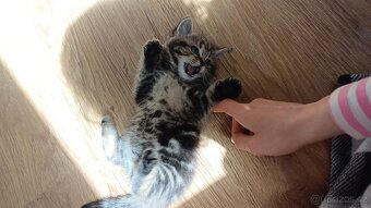Kotě - britská zlatá whiskas - bez PP, kočička - 4
