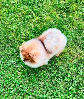 Nabízím jako domácího mazlíčka pomeraniana pejska - 4