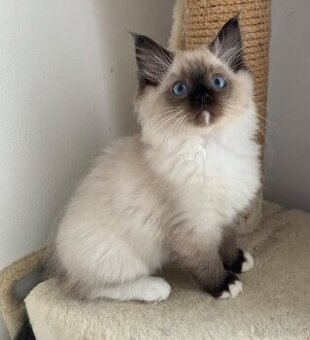 ❤️❤️Ragdoll s PP kočičky - 4